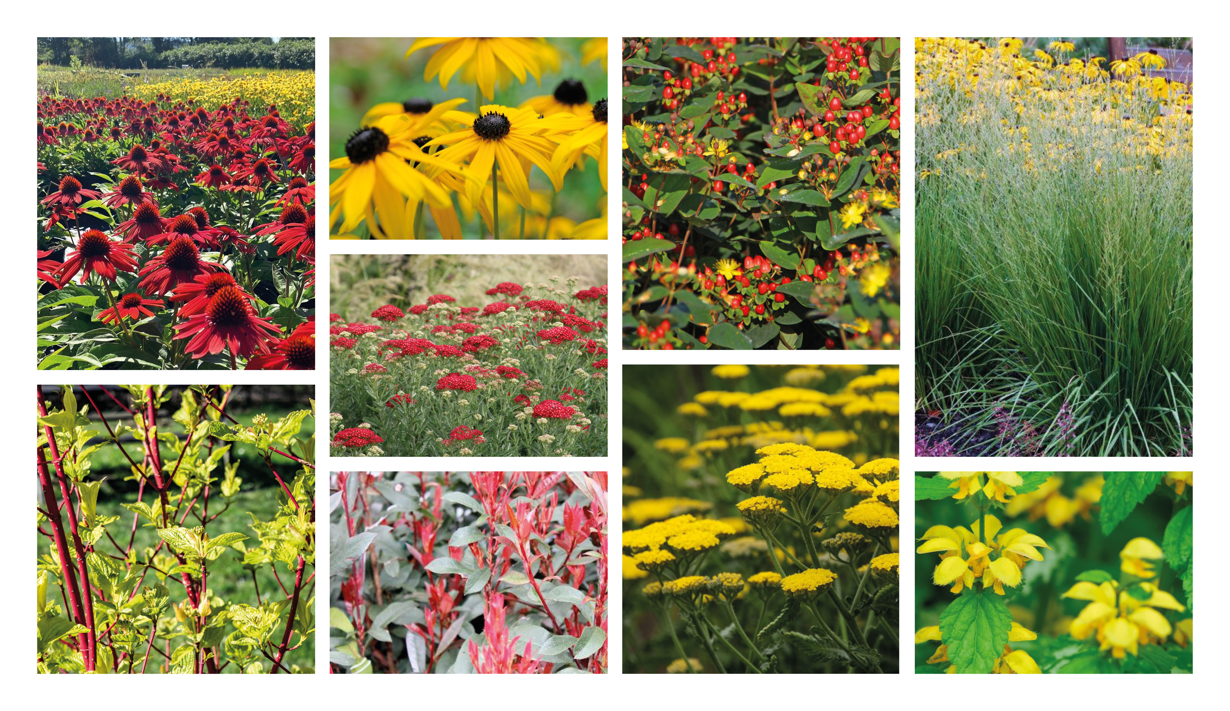 Edisonstraat optie 2 - rood-geel