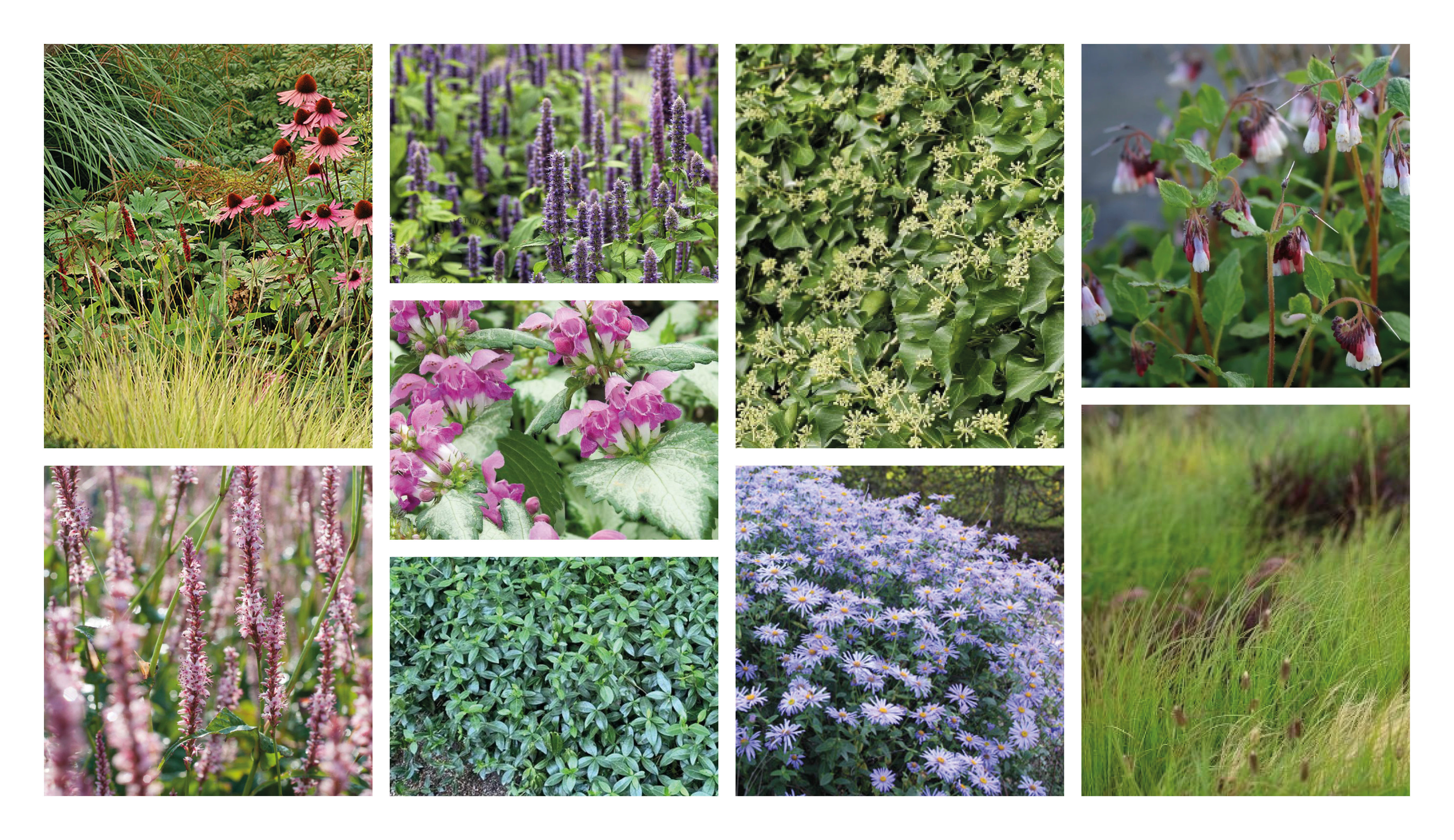 Edisonstraat optie 3 - roze-paars