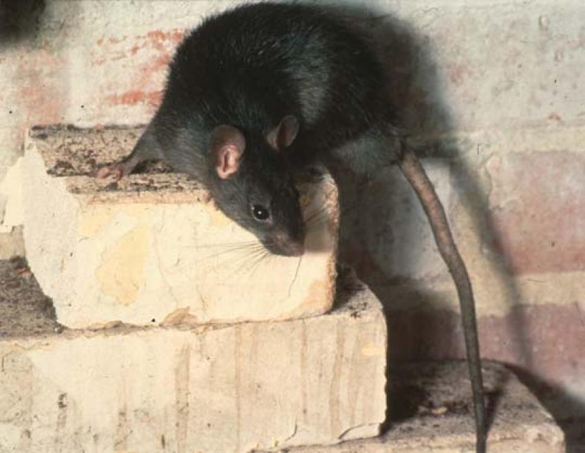 Een zwarte rat