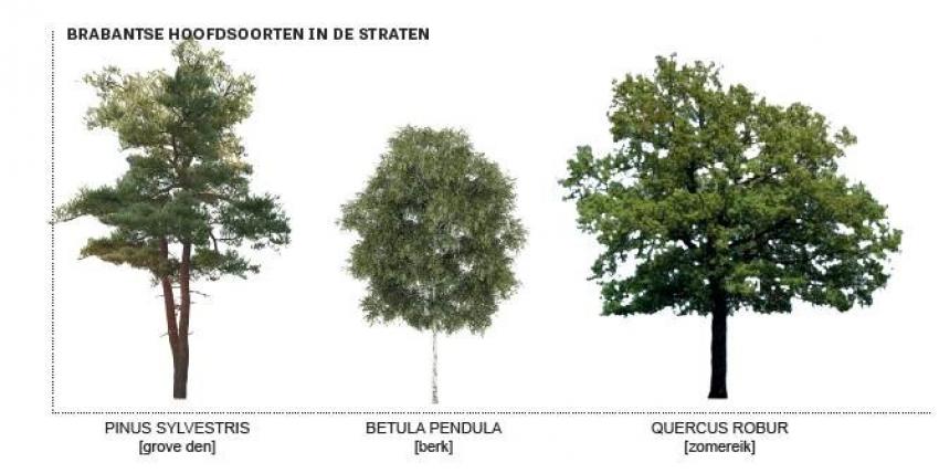 Bomen: grove den, berk en zomereik