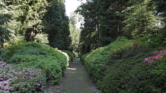 Het Azalea’laantje, te bezichtigen vanaf het bankje van Frits Philips. Elk voorjaar nodigde Frits Philips inwoners van de stad uit om de in bloei staande rododendrons te komen bezichtigen. , klik voor een vergroting