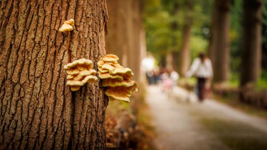 Volop groen en paddenstoelen, klik voor een vergroting