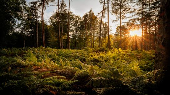 De zonnestralen komen door de bomen heen in het Lichtbos, klik voor een vergroting