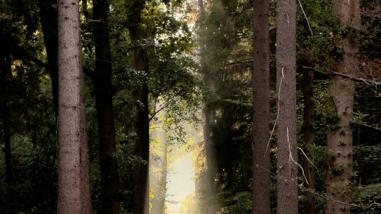 Zonlicht valt door het bladerdak in De Wielewaal, klik voor een vergroting