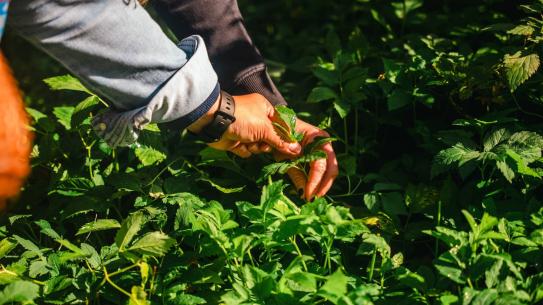 Bezoekers krijgen een workshop over het Voedselbos, klik voor een vergroting