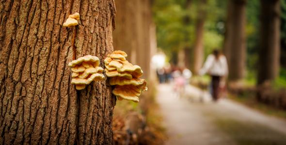 Volop groen en paddenstoelen.