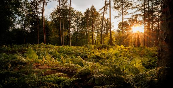 De zonnestralen komen door de bomen heen in het Lichtbos.