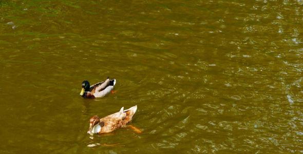 Op deze foto staan twee eenden weergegeven in water.