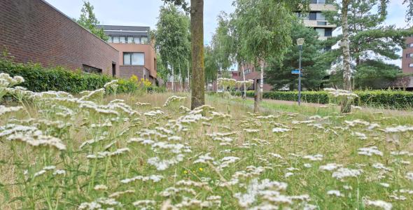 Deze foto geeft een impressie van het onderhoud en beheer van groen