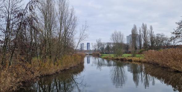 Deze afbeelding geeft een impressie van zieke bomen