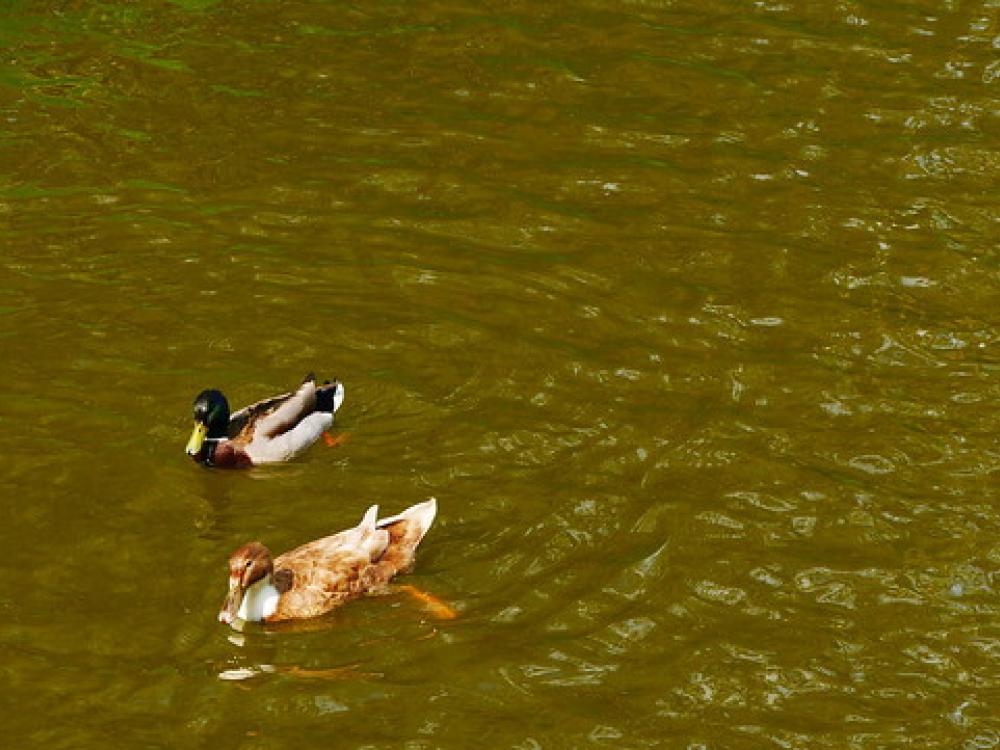 Op deze foto staan twee eenden weergegeven in water.